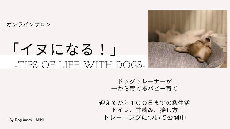 Dog index MIKI - イヌになる！- Tips of life with dogs- - DMM