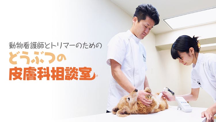 Vet Derm Tokyo所属獣医皮膚科医 江角真梨子／伊從慶太 他 - 動物