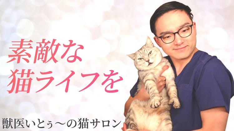 いとぅ～先生 - 獣医いとぅ～の猫サロン - DMMオンラインサロン